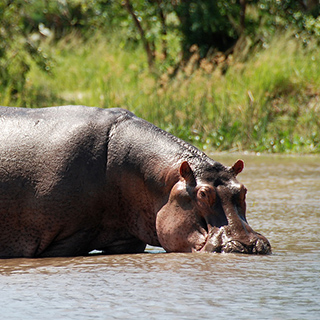 Murchison - Hippo